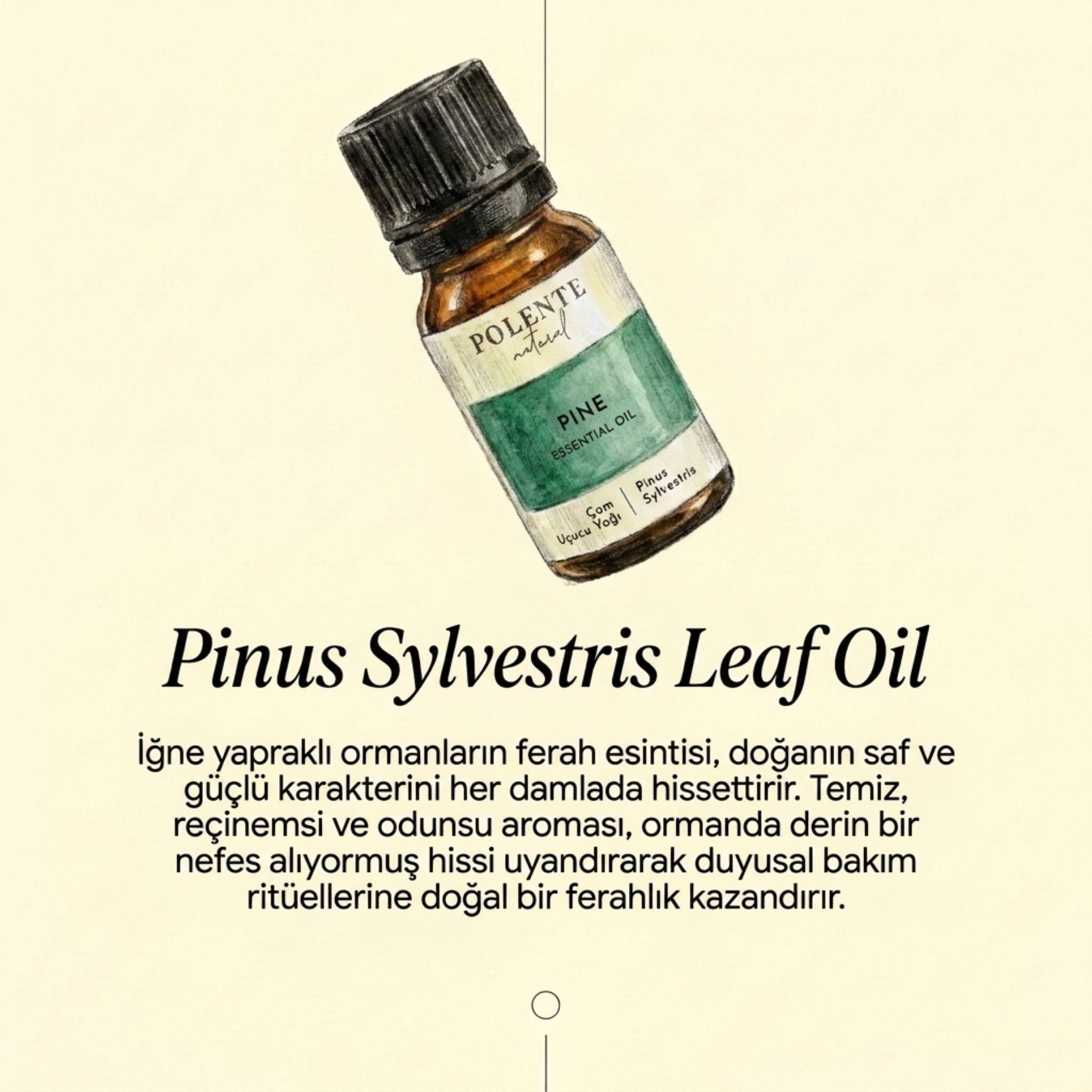 Çam Uçucu Yağı (10 ml) - Polente Natural