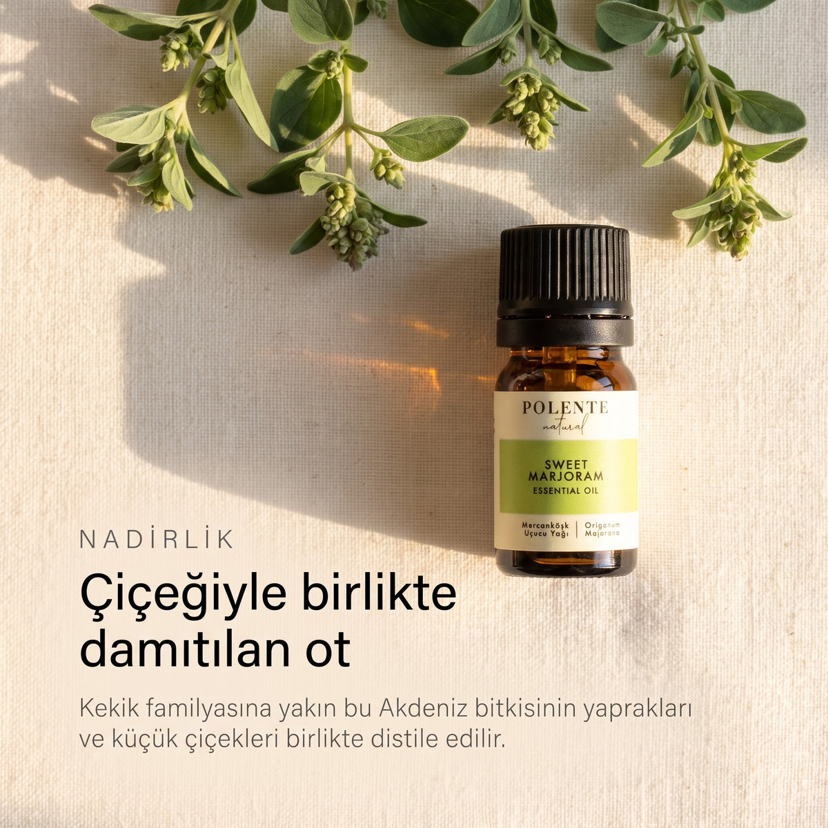 Mercanköşün yaprakları ve küçük çiçekleri