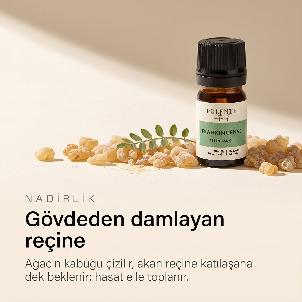 Boswellia gövdesinden damlayan günlük reçinesi