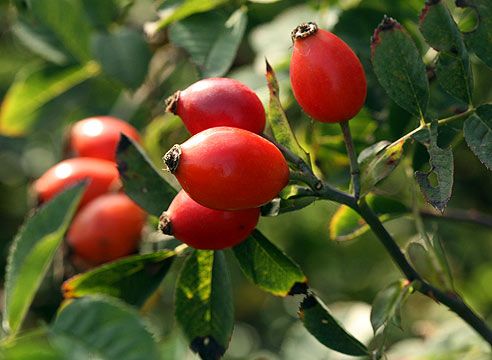 Kuşburnu Çekirdeği Yağının Cilde 5 Faydası - Polente Natural