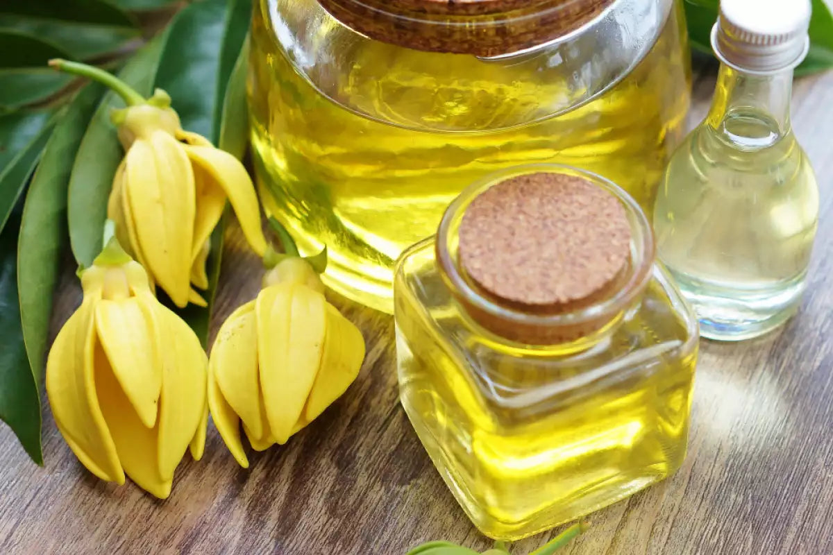 Ylang Ylang Uçucu Yağı rehberi — Cananga Odorata çiçeksi aromaterapi yağının kullanım alanları