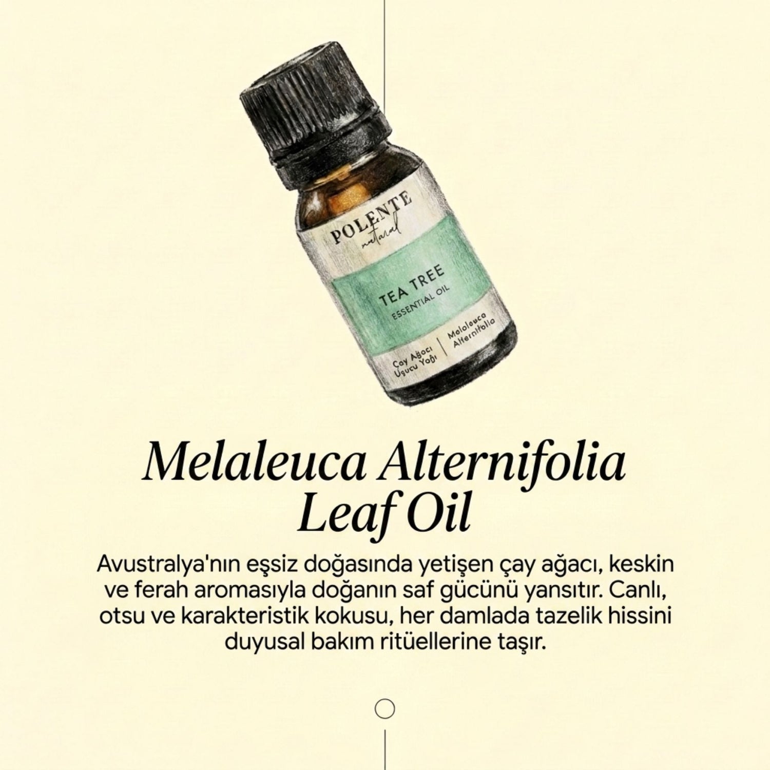 Tea Tree Essential Oil (10 ml)