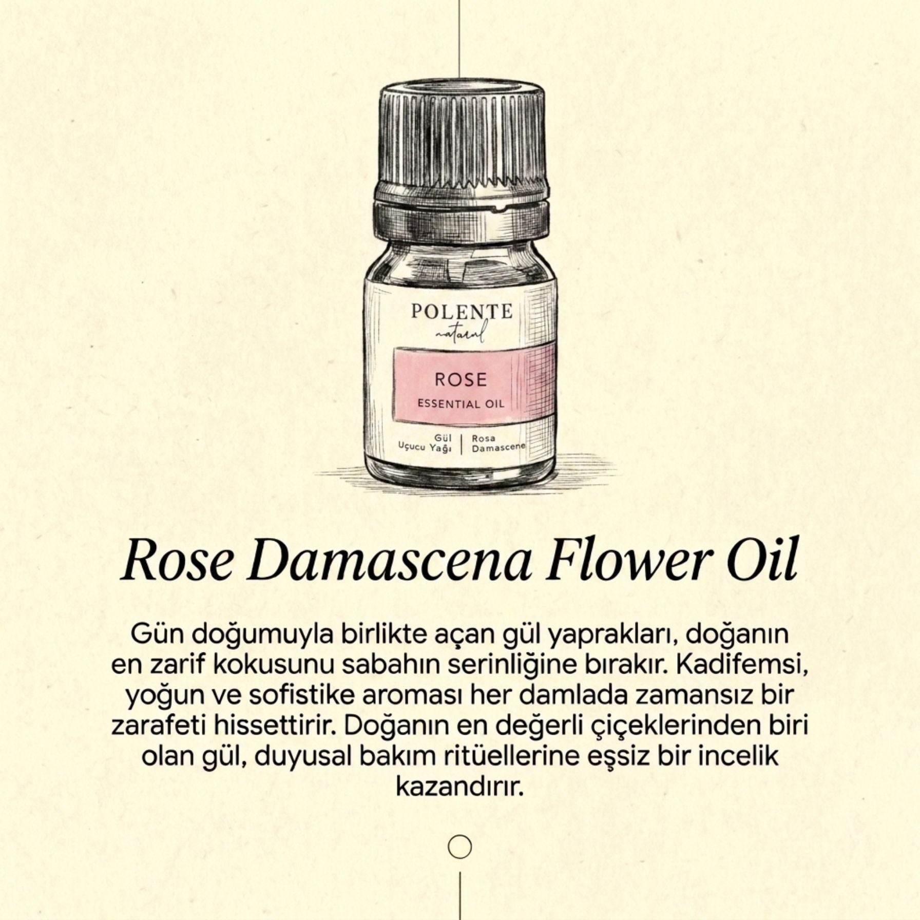 Rose Essential Oil (2.5 ml)