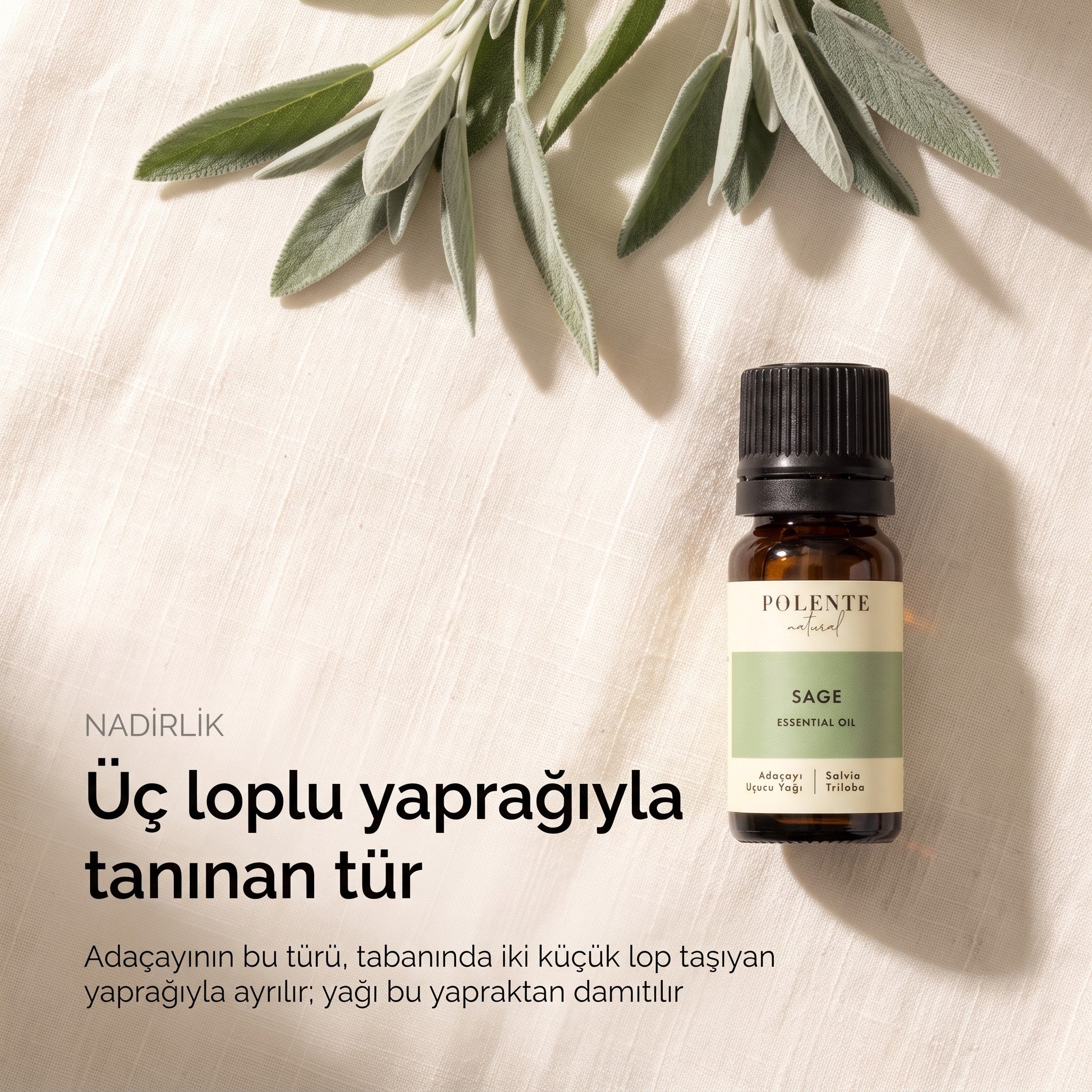 Üç loplu yaprağıyla tanınan tür