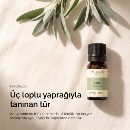 Üç loplu yaprağıyla tanınan tür