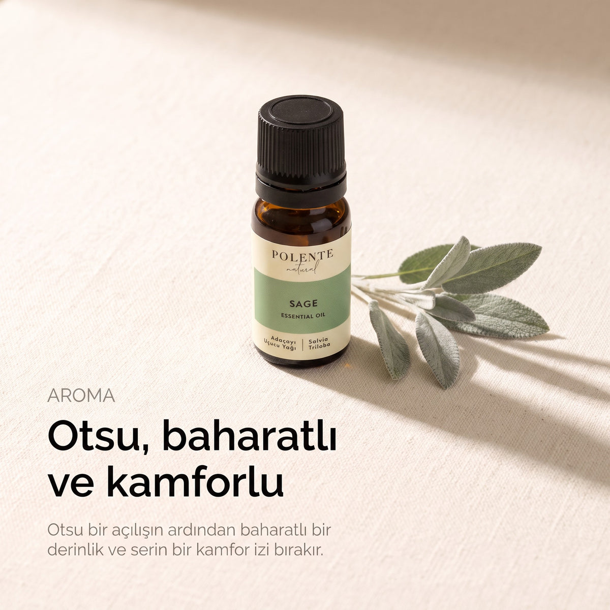 Otsu, baharatlı ve kamforlu