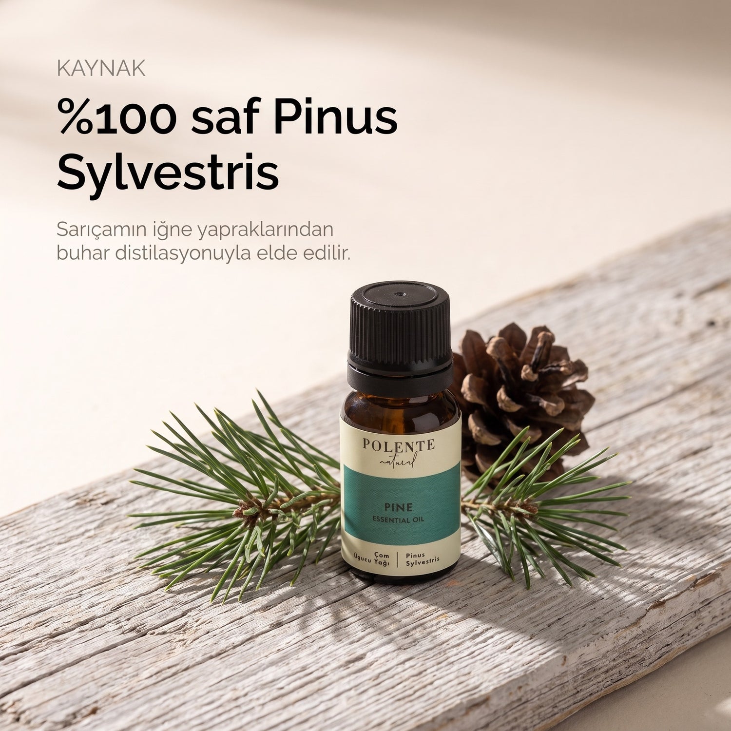 %100 saf Pinus Sylvestris