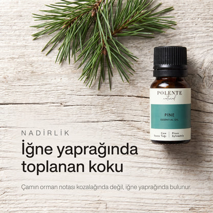 İğne yaprağında toplanan koku