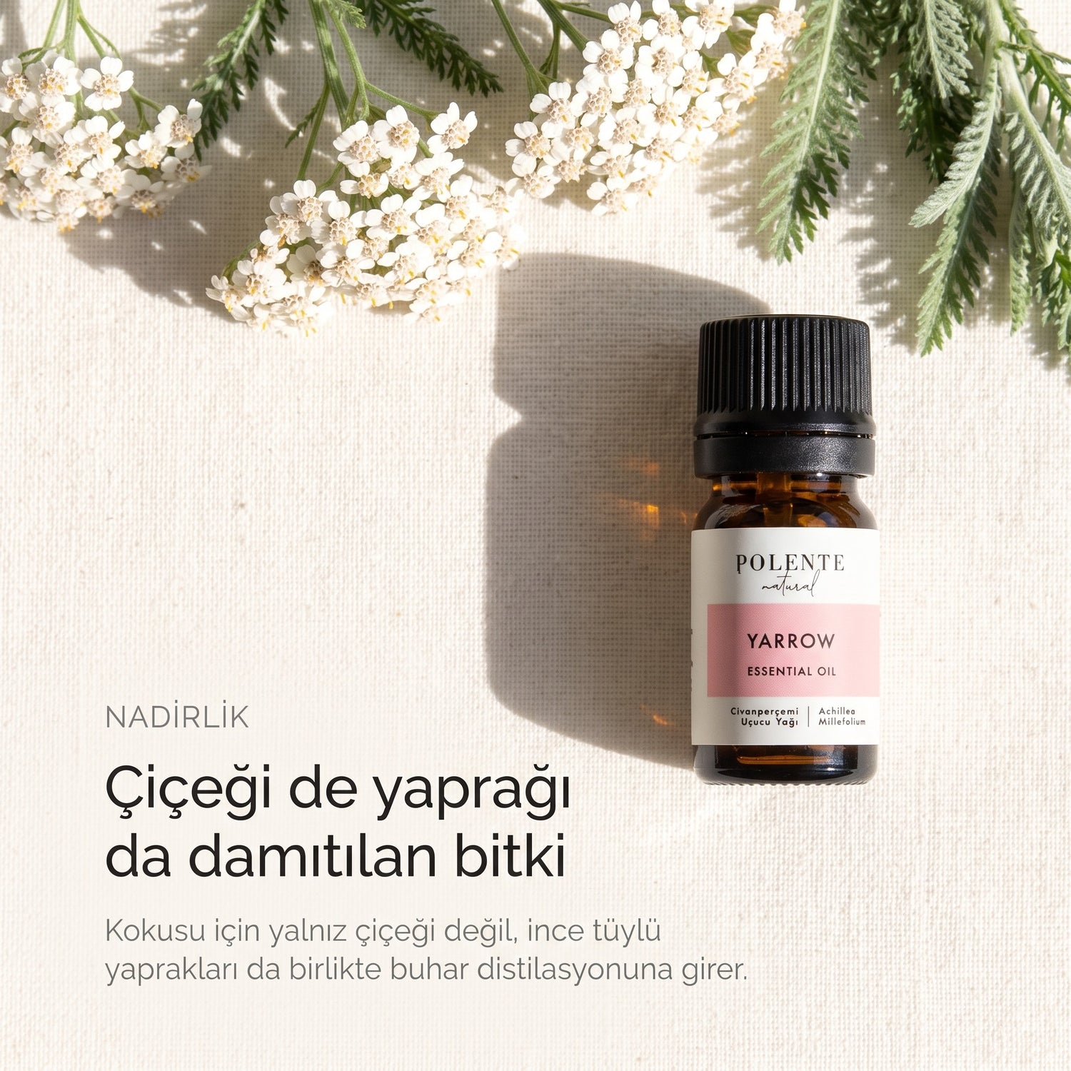 Civanperçeminin çiçeği ve ince tüylü yaprakları