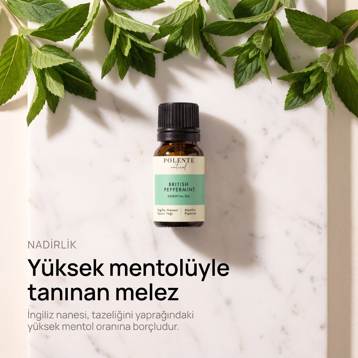 Yüksek mentolüyle tanınan melez