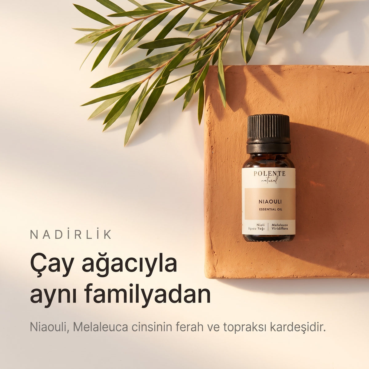 Çay ağacıyla aynı familyadan