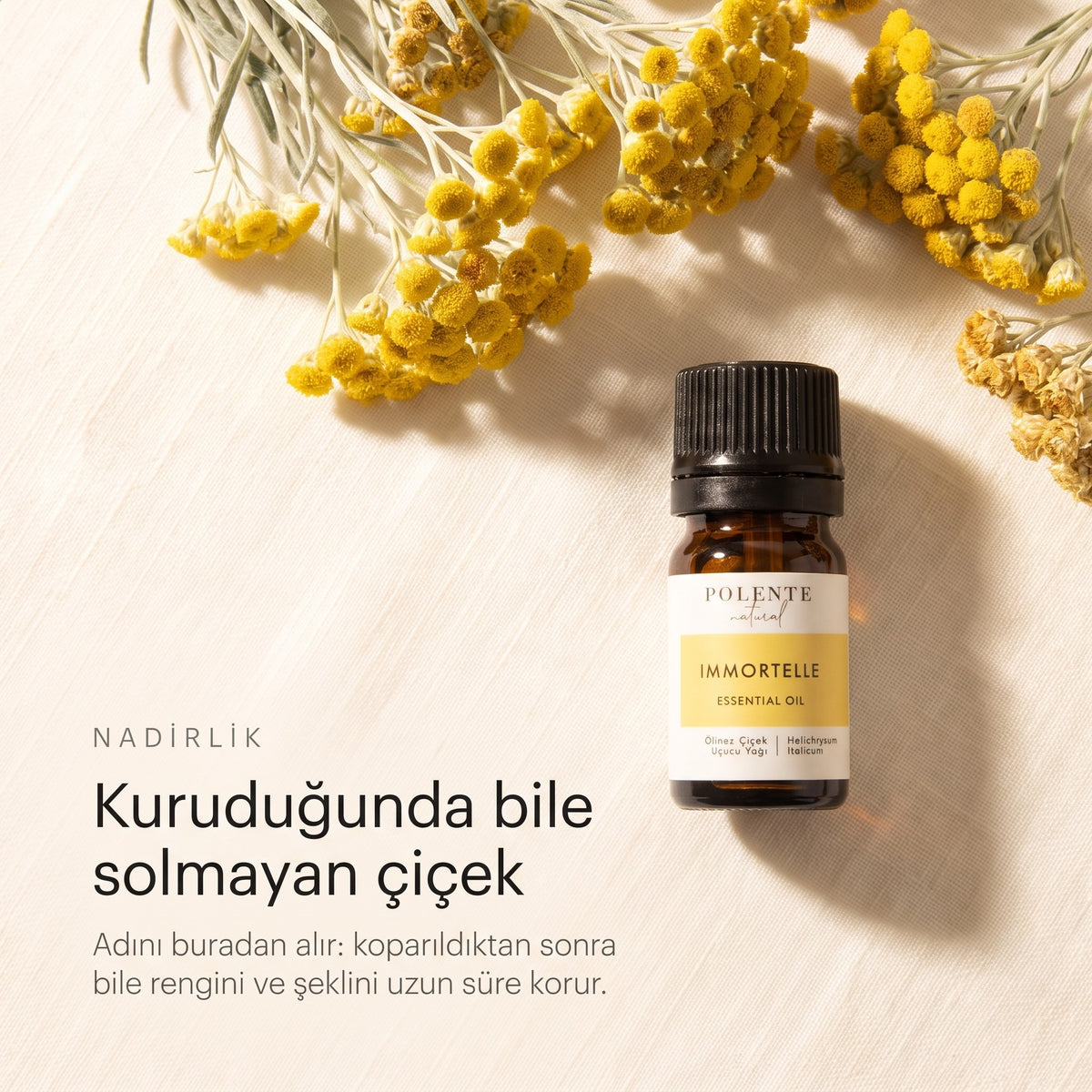 Kuruduğunda bile rengini koruyan ölmez çiçek