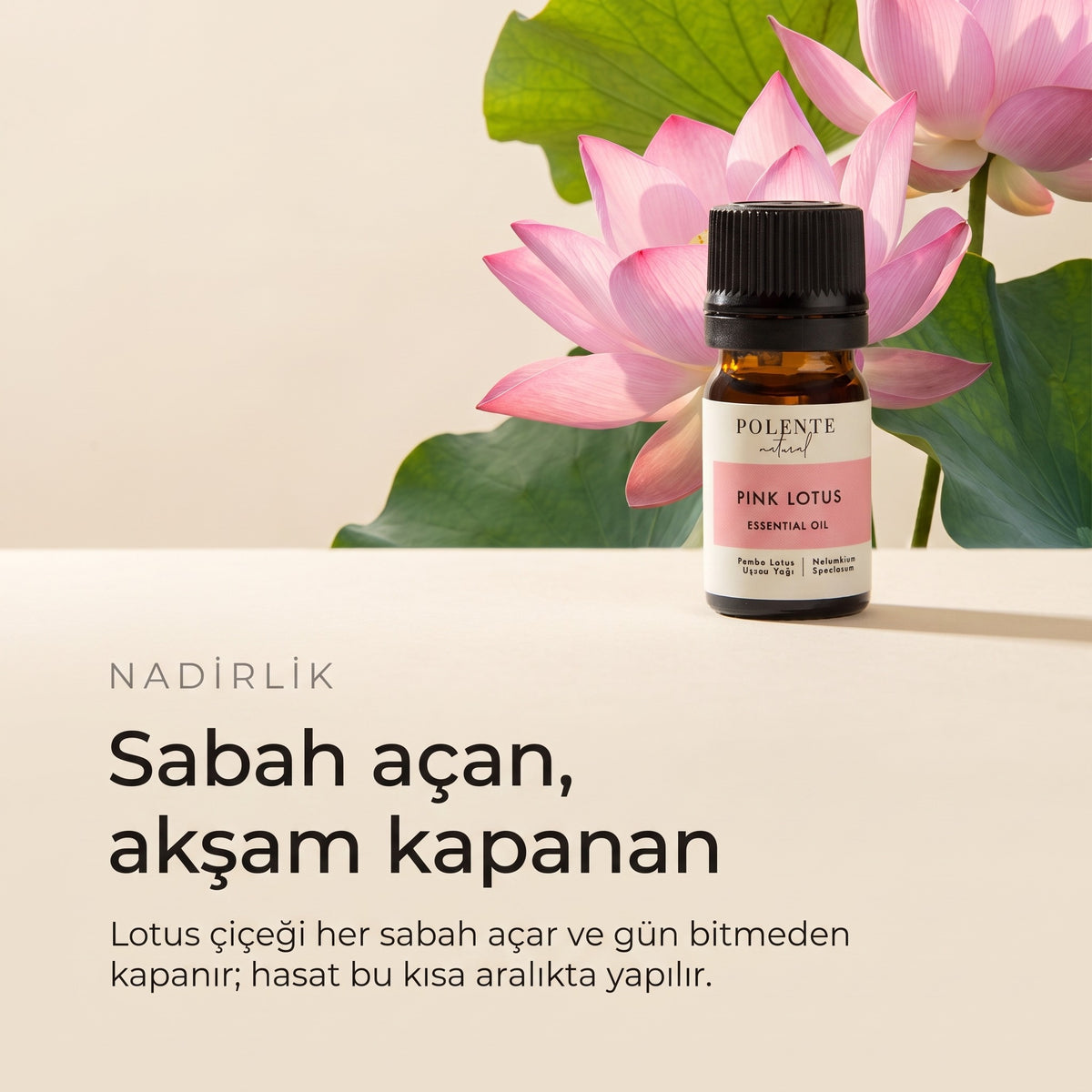 Pembe lotus uçucu yağı 5 ml — sabah açan, akşam kapanan